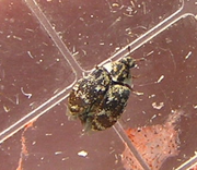 Varied carpet beetle