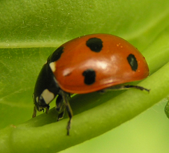 7-spotted ladybird 4