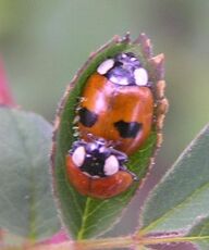 2-spotted ladybird10