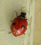 2-spotted ladybird new