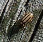 Episcopalis ladybird