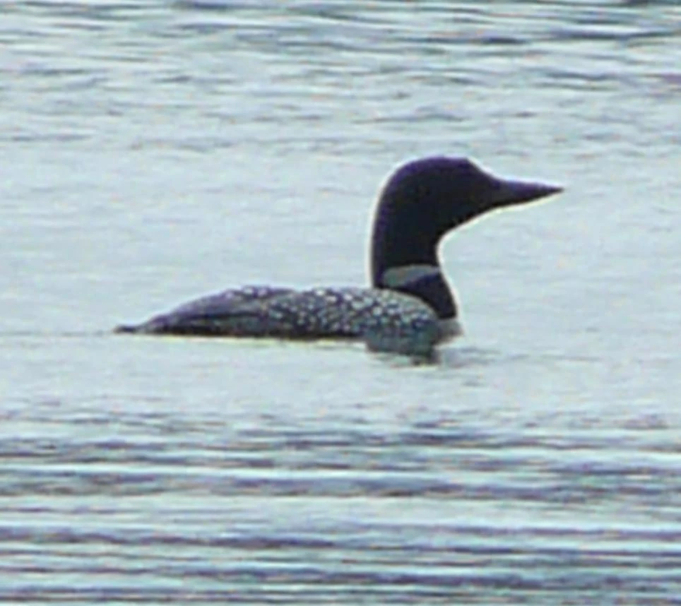 Miscellaneous Birds Wildlife of Alberta Wiki Fandom