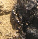 Rove beetle5