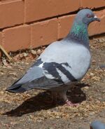 Rock Dove