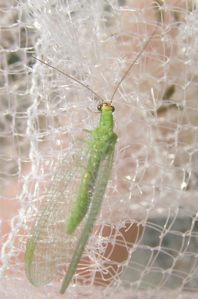 Golden-eyed Green Lacewing, Wildlife of Alberta Wiki