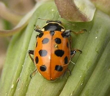 Thirteen-spotted ladybird | Wildlife of Alberta Wiki | Fandom