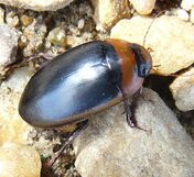 Diving beetle1