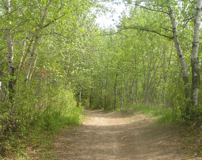 Habitat, basicwoodland