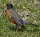 American Robin Male1