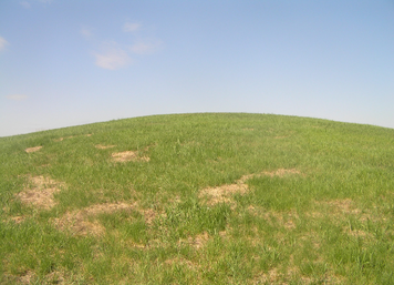 Habitat, hilltop