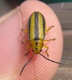 Goldenrod leaf beetle