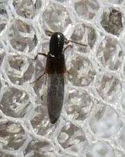 Rove beetle4