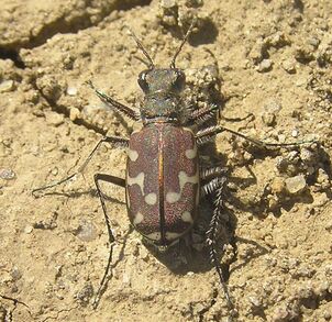 12-spotted tiger beetle 1