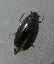 Gyrinus sp