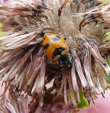 Hippodamia glacialis