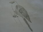 Yellow-headed Blackbird paper