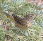 Palm Warbler fall