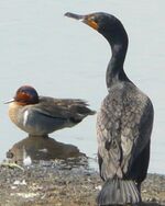 Double-crested Cormorant