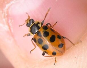 Thirteen-spotted ladybird1