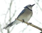 Blue Jay 1