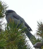 Grey Jay juvenile