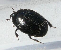 Hister beetle sp