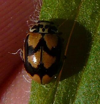 Mulsantina picta