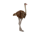 Common Ostrich