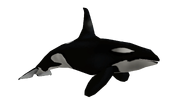 Test render of the female Orca