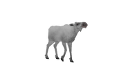 Test render of the baby Alaskan Moose (unused white-gray variant)