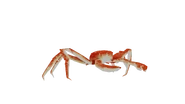 Babyalaskankingcrab.png (1.12 MB) Test render of the baby Alaskan King Crab
