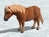 Shetland Pony