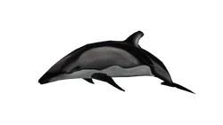 White-Sided Dolphin | Wildlife Park 2 Wiki | Fandom