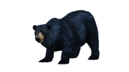 Test render of the female American Black Bear