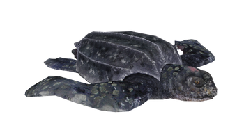 WLP3 leatherbackturtle