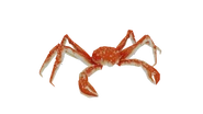 Alaskankingcrab light.png (1.36 MB) Test render of the Alaskan King Crab (light variant)