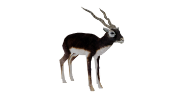 WLP3 indianblackbuck m