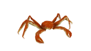 Alaskankingcrab yellow.png (1.36 MB) Test render of the Alaskan King Crab (yellow variant)