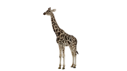 Test render of the Giraffe (dark variant)