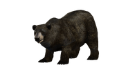 Test render of the male American Black Bear (brown variant)