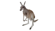 Test render of the Red Kangaroo (gray variant)