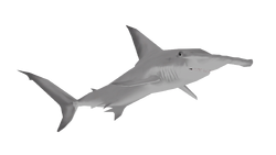 Great Hammerhead Shark | Wildlife Park 2 Wiki | Fandom