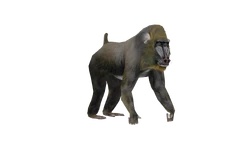 Mandrill | Wildlife Park 2 Wiki | Fandom