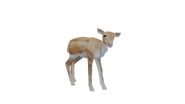 Test render of the baby Blackbuck