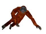 Orangutan