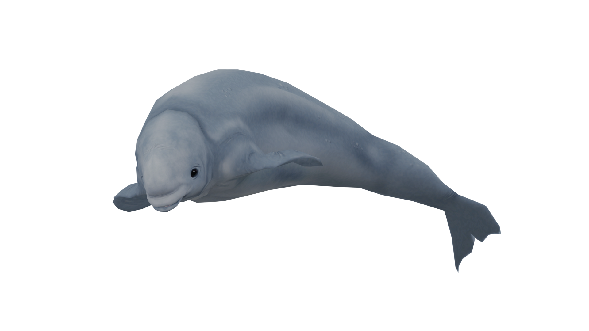 Beluga, Wikitubia