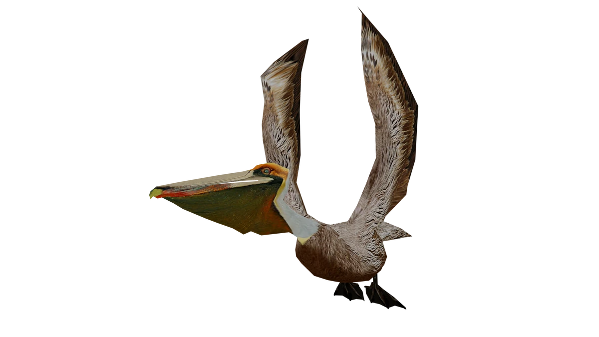 Brown Pelican | Wildlife Park 2 Wiki | Fandom