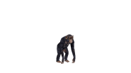 Test render of the baby Chimpanzee