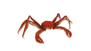 Alaskankingcrab default.png (1.35 MB) Test render of the Alaskan King Crab
