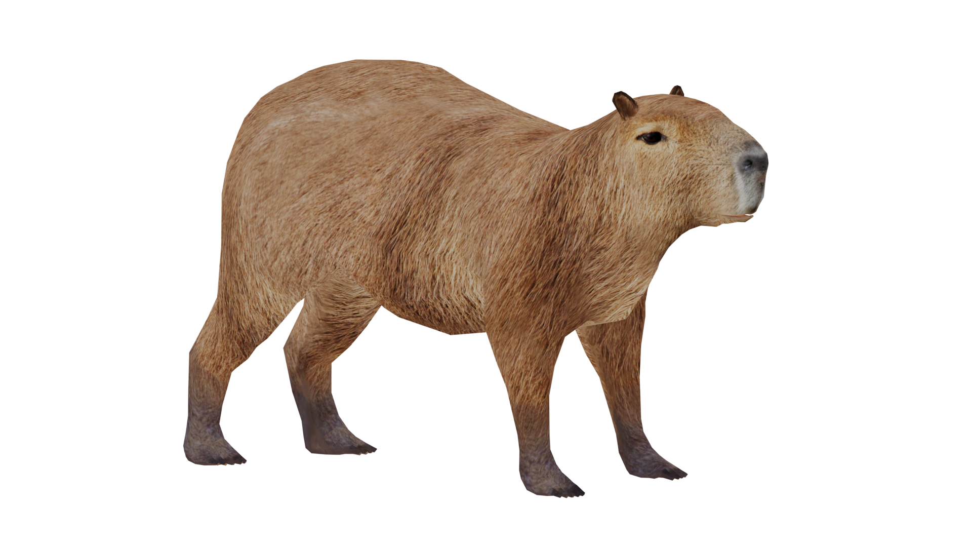 Capybara, Wildlife Park 2 Wiki
